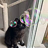 cat, black_cat, fluffy, long_hair, pet, animal, sitting, cat_tree, window, indoors, bubble, rainbow, colorful, reflection, curious, profile, fur, paws, portrait, playful