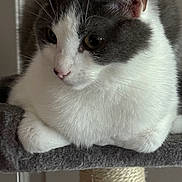 Misty joined the competition — help win amazing prizes! cat, gray, white, pet, feline, animal, fur, whiskers, ears, face, portrait, indoor, cozy, resting, cat_tree, closeup, cute, domestic, soft, relaxed