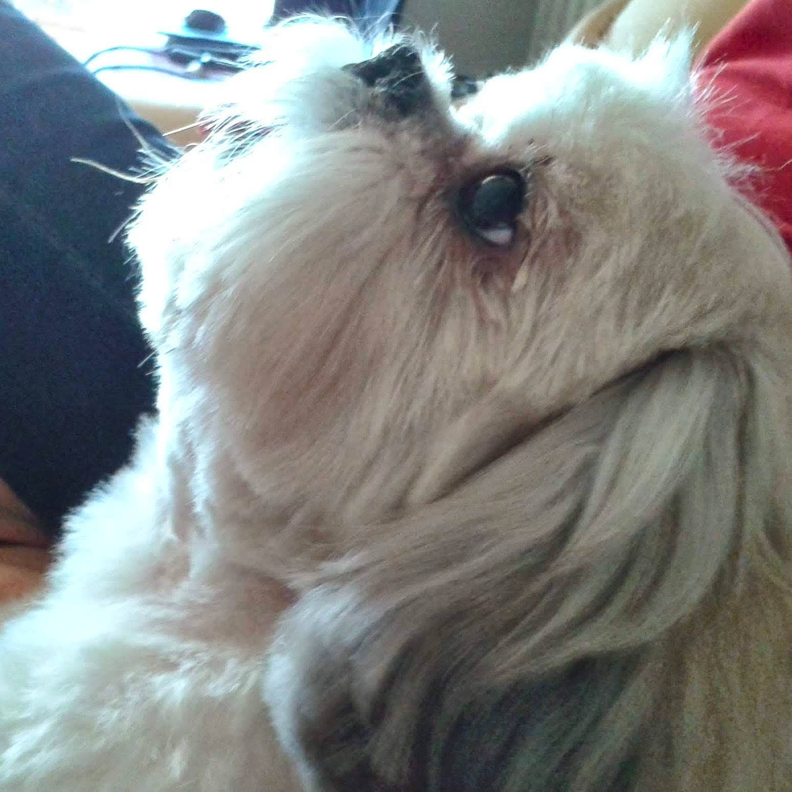 Tailande participe au concours pour gagner de l'argent avec cette photo : ancient_dog_breeds, carnivore, companion_dog, dog, dog_breed, ear, felidae, fur, liver, non_sporting_group, puppy, shih_tzu, small_terrier, snout, sporting_group, terrestrial_animal, terrier, toy_dog, whiskers, working_animal