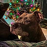 dog, canine, pet, portrait, close_up, brown_dog, short_hair, floppy_ears, snout, nose, eyes, indoor, christmas, christmas_tree, holiday_lights, ornaments, couch, blanket, cozy, home_decor