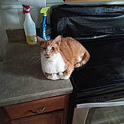 Shorty is registered to the contest to win money with this photo: appliance, cabinet, cat, cleaning_supplies, countertop, curious, domestic_animal, feline, fur, household, indoor, kitchen, orange_cat, paper_towel, pet, resting, spray_bottle, stove, whiskers, white_cat