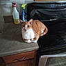 appliance, cabinet, cat, cleaning_supplies, countertop, curious, domestic_animal, feline, fur, household, indoor, kitchen, orange_cat, paper_towel, pet, resting, spray_bottle, stove, whiskers, white_cat