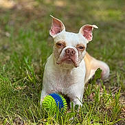 Gus is registered to the contest to win money with this photo: animal, brown, canine, closeup, dog, ears, face, fur, grass, ground, leaf, muzzle, nature, outdoor, pet, play, relaxed, sunlight, toy, white