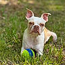 animal, brown, canine, closeup, dog, ears, face, fur, grass, ground, leaf, muzzle, nature, outdoor, pet, play, relaxed, sunlight, toy, white