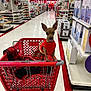 Nugget joined the competition — help win amazing prizes! aisle, animal, clothing, cute, dog, floor, holiday, indoors, lighting, pet, pet_clothing, plaid, products, red, shelves, shopping, shopping_cart, small_dog, store, tongue_out