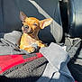animal, blanket, car_seat, chihuahua, comfort, cozy, cute, dog, ears, fur, indoor, leather_seat, paw, pet, portrait, relaxed, resting, shadow, small_dog, sunlight