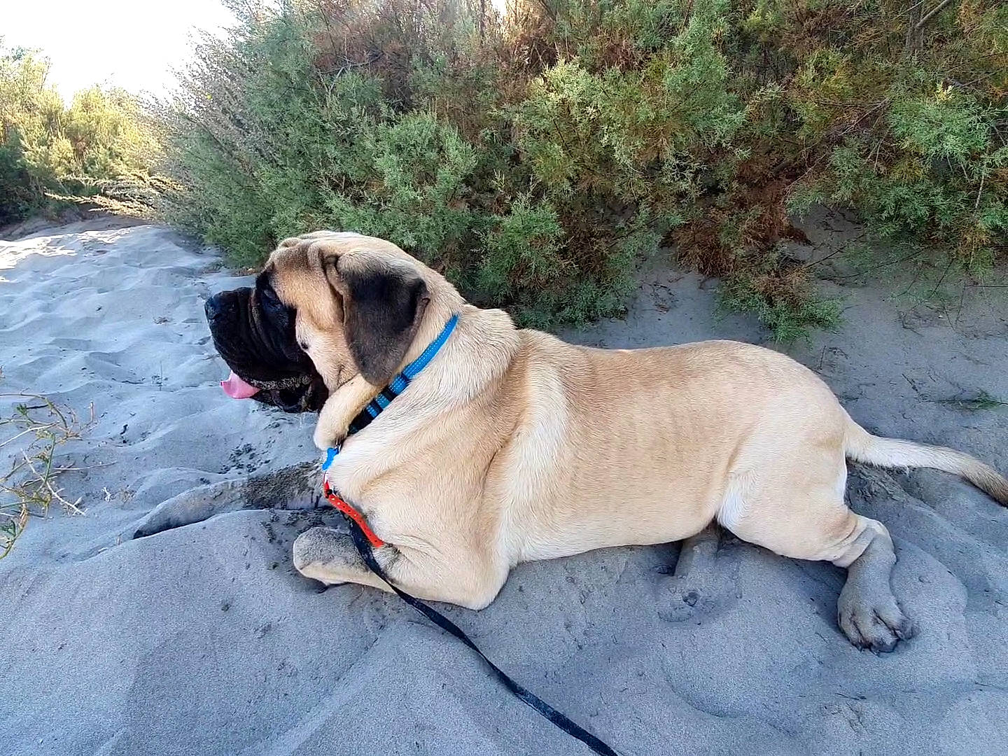 Pedro a rejoint le concours — aidez-le/la à gagner de superbes lots ! canidae, carnivore, collar, companion_dog, dog, dog_breed, dog_collar, dog_supply, fawn, grass, pet_supply, plant, sky, snout, sporting_group, tail, terrestrial_animal, tree, working_animal, working_dog