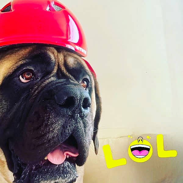Pedro a rejoint le concours — aidez-le/la à gagner de superbes lots ! ancient_dog_breeds, automotive_tire, baseball_cap, boxer, canidae, cap, carnivore, collar, companion_dog, dog, dog_breed, dog_collar, fawn, giant_dog_breed, hat, molosser, snout, sporting_group, working_dog, wrinkle