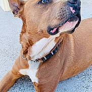 Mangouaylle a rejoint le concours — aidez-le/la à gagner de superbes lots ! dog, brown_dog, pet, canine, collar, lying_down, looking_away, ears_up, white_patch, short_fur, outdoor, concrete, close_up, animal, friendly, alert, domestic_animal, mammal, companion, portrait