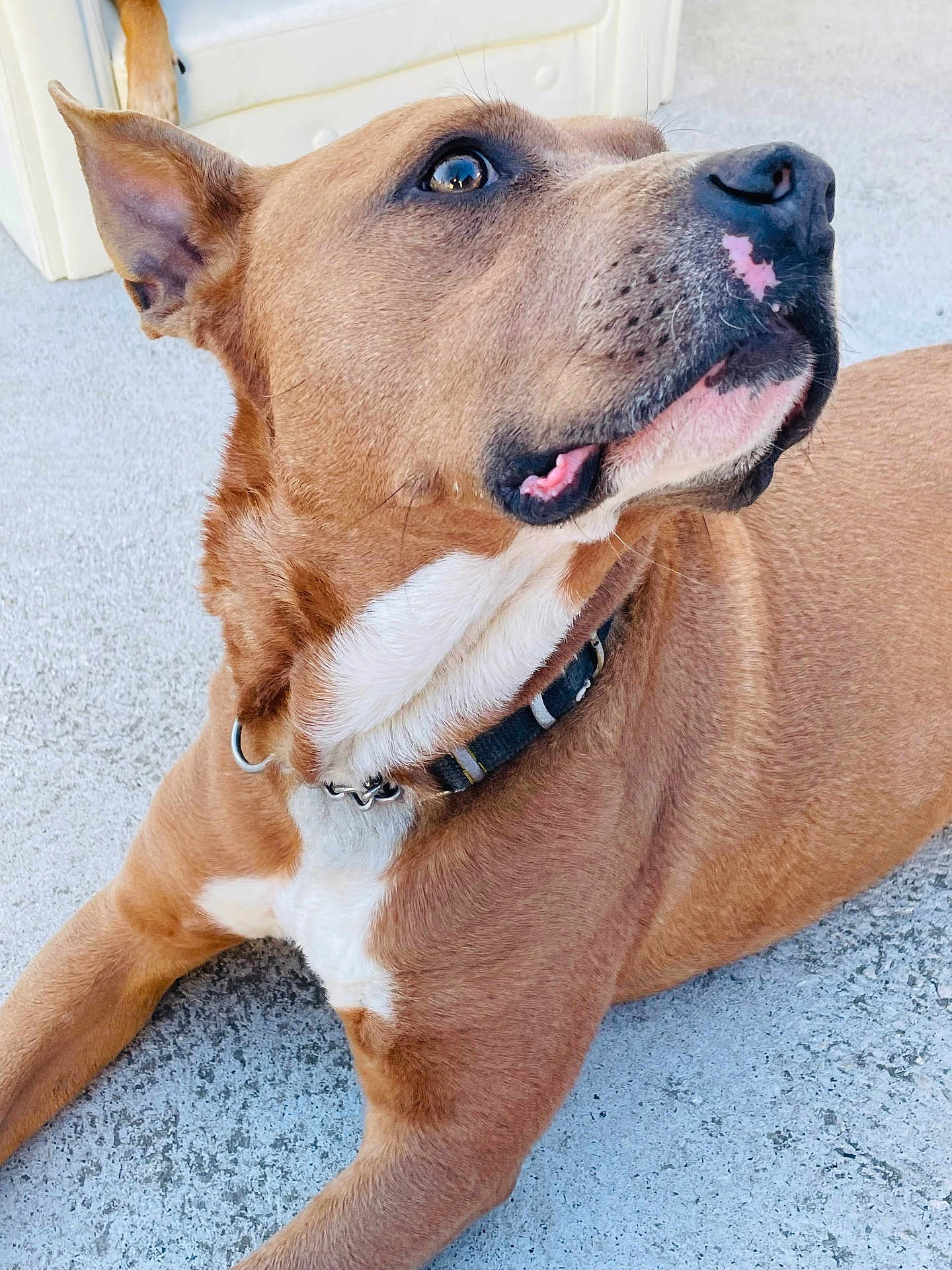 Mangouaylle a rejoint le concours — aidez-le/la à gagner de superbes lots ! dog, brown_dog, pet, canine, collar, lying_down, looking_away, ears_up, white_patch, short_fur, outdoor, concrete, close_up, animal, friendly, alert, domestic_animal, mammal, companion, portrait