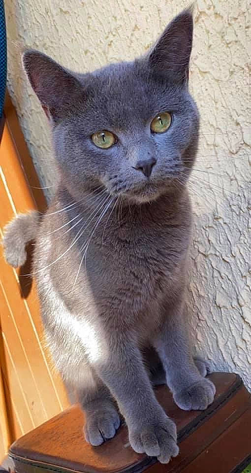 Pumba participe au concours pour gagner de l'argent avec cette photo : carnivore, cat, domestic_short_haired_cat, electric_blue, felidae, fur, grey, hardwood, russian_blue, small_to_medium_sized_cats, snout, terrestrial_animal, varnish, whiskers, window, wood