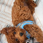 Scott Legend is registered to the contest to win money with this photo: puppy, dog, curly_hair, brown_fur, reddish_brown, harness, leash, blanket, indoor, portrait, lying_down, upside_down, close_up, cute, floppy_ears, black_nose, shiny_eyes, pet, cozy, window
