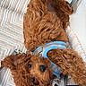 puppy, dog, curly_hair, brown_fur, reddish_brown, harness, leash, blanket, indoor, portrait, lying_down, upside_down, close_up, cute, floppy_ears, black_nose, shiny_eyes, pet, cozy, window
