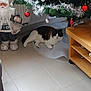brown_cat, cat, christmas, christmas_tree, cozy, decorations, festive, floor, furniture, holiday, home, indoor, ornaments, present, relaxing, santa_claus_figurine, seasonal, tile, tinsel, white_cat