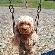 Honey joined the competition — help win amazing prizes! dog, swing, playground, curly_fur, outdoor, child, blurred_background, grass, wood_chips, house, daylight, pet, park, fun, leisure, animal, summer, happy, cute, relaxed