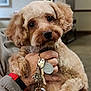 Honey joined the competition — help win amazing prizes! dog, small_dog, curly_fur, pet, indoor, person, hand, keys, red_wristband, gray_jacket, close_up, cute, fluffy, portrait, animal, domestic_animal, looking_at_camera, holding, blurred_background, cozy