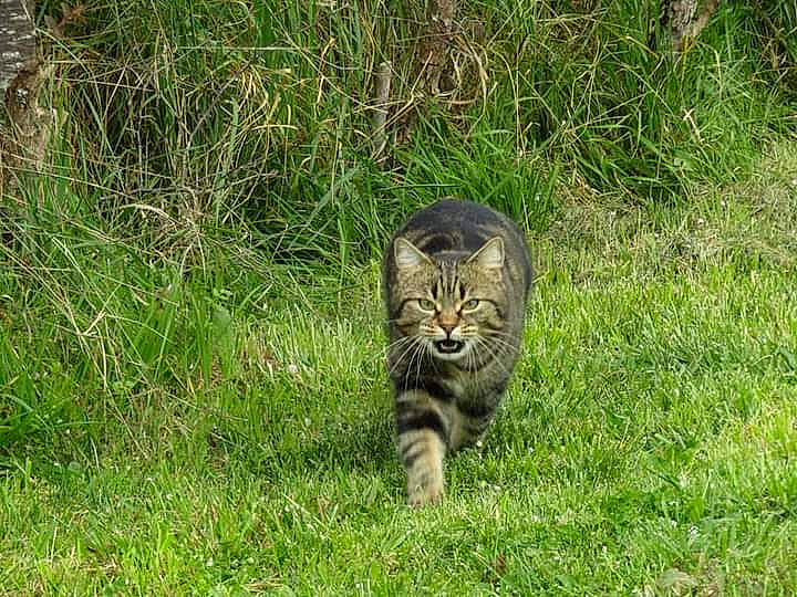 Nila a rejoint le concours — aidez-le/la à gagner de superbes lots ! carnivore, cat, domestic_short_haired_cat, felidae, fur, grass, grass_family, grassland, groundcover, lawn, pasture, plant, prairie, small_to_medium_sized_cats, snout, soil, tail, terrestrial_animal, whiskers, wildlife