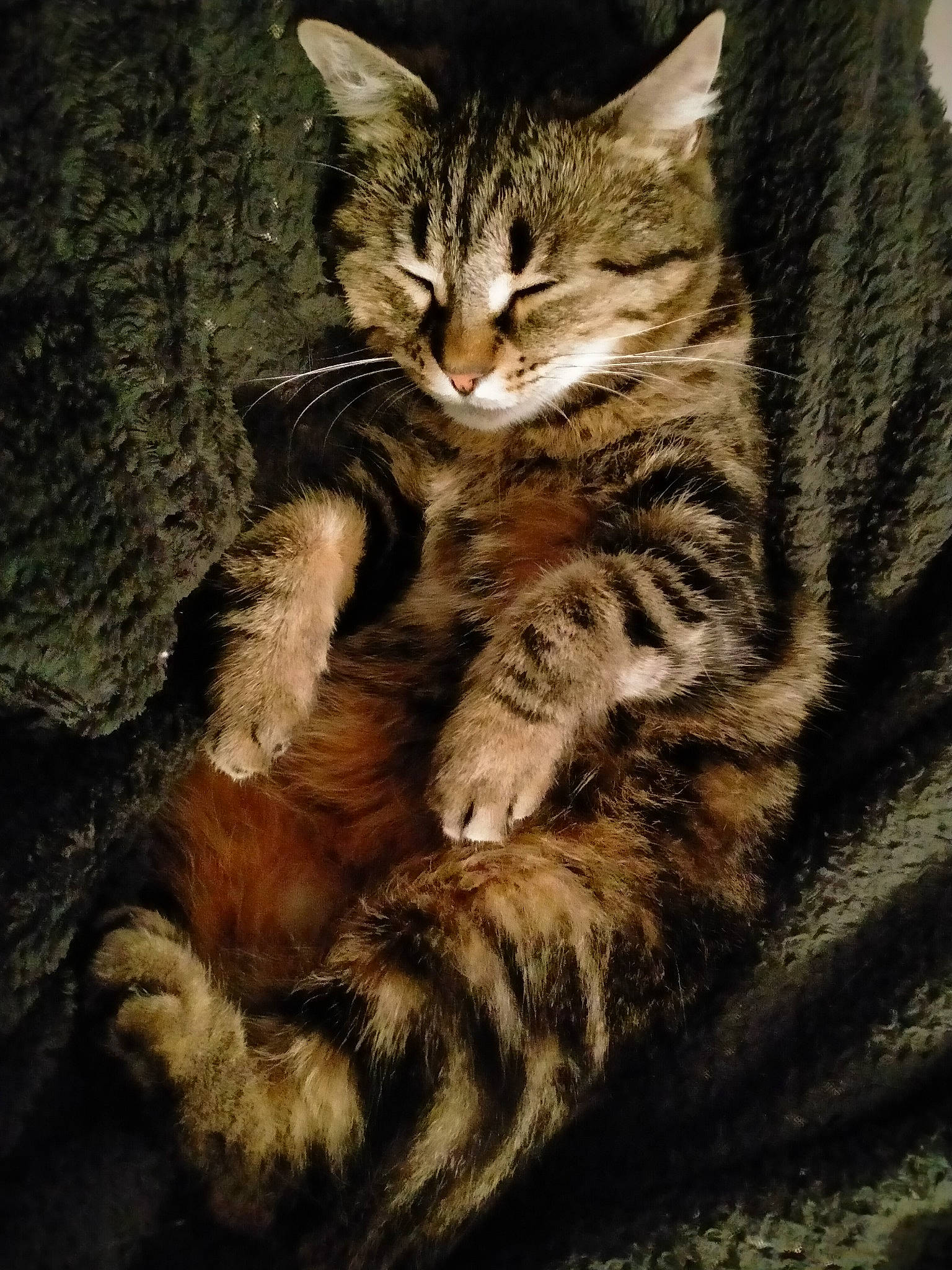 Nila a rejoint le concours — aidez-le/la à gagner de superbes lots ! art, carnivore, cat, claw, darkness, domestic_short_haired_cat, felidae, fur, organism, painting, paw, plant, small_to_medium_sized_cats, snout, tail, terrestrial_animal, tree, whiskers, wildlife, wood