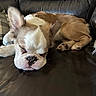 French Montana is registered to the contest to win money with this photo: puppy, dog, sleeping, couch, leather, indoors, pet, fur, cute, ears, resting, brown, white, animal, paw, closeup, cozy, relaxed, home, snuggle