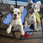 French Montana joined the competition — help win amazing prizes! puppies, dogs, playpen, indoor, pet, cute, smiling, toy, yellow_duck, floor, wood_floor, blue_mat, two_dogs, pet_care, animal, happy, domestic, young_dog, furry, playful