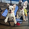 puppies, dogs, playpen, indoor, pet, cute, smiling, toy, yellow_duck, floor, wood_floor, blue_mat, two_dogs, pet_care, animal, happy, domestic, young_dog, furry, playful