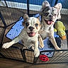 French Montana is registered to the contest to win money with this photo: puppies, dog, playpen, toy, blue_mat, wooden_floor, happy, excited, pet, indoor, playful, tongue_out, fence, smiling, cute, animal, young, ears_up, nose, mouth_open