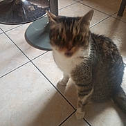 Bouboule participe au concours pour gagner de l'argent avec cette photo : cat, tabby, indoor, floor, tile, animal, pet, feline, blur, motion_blur, sitting, whiskers, fur, legs, tail, metal, table_base, home, domestic, quadruped