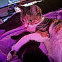 Smores is registered to the contest to win money with this photo: bed, black_cat, blanket, calico_cat, cat, closeup, companion, computer_monitor, cozy, cuddling, feline, gaming_setup, indoor, keyboard, kitten, paw, pet, purple_lighting, sleeping, whiskers