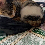 Smores is registered to the contest to win money with this photo: black_bag, calico_cat, cat, chair, close_up, curled_up, dining_table, document, domestic, fur, glass, indoor, nap_time, paper, patterned_fabric, pet, relaxing, sleeping, tablecloth, whiskers