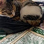 black_bag, calico_cat, cat, chair, close_up, curled_up, dining_table, document, domestic, fur, glass, indoor, nap_time, paper, patterned_fabric, pet, relaxing, sleeping, tablecloth, whiskers