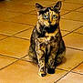 cat, tortoiseshell, pet, animal, feline, sitting, indoor, tile_floor, fur_pattern, whiskers, ears, eyes, cute, looking_at_camera, domestic_animal, mammal, quiet, calm, floor_tiles, brown