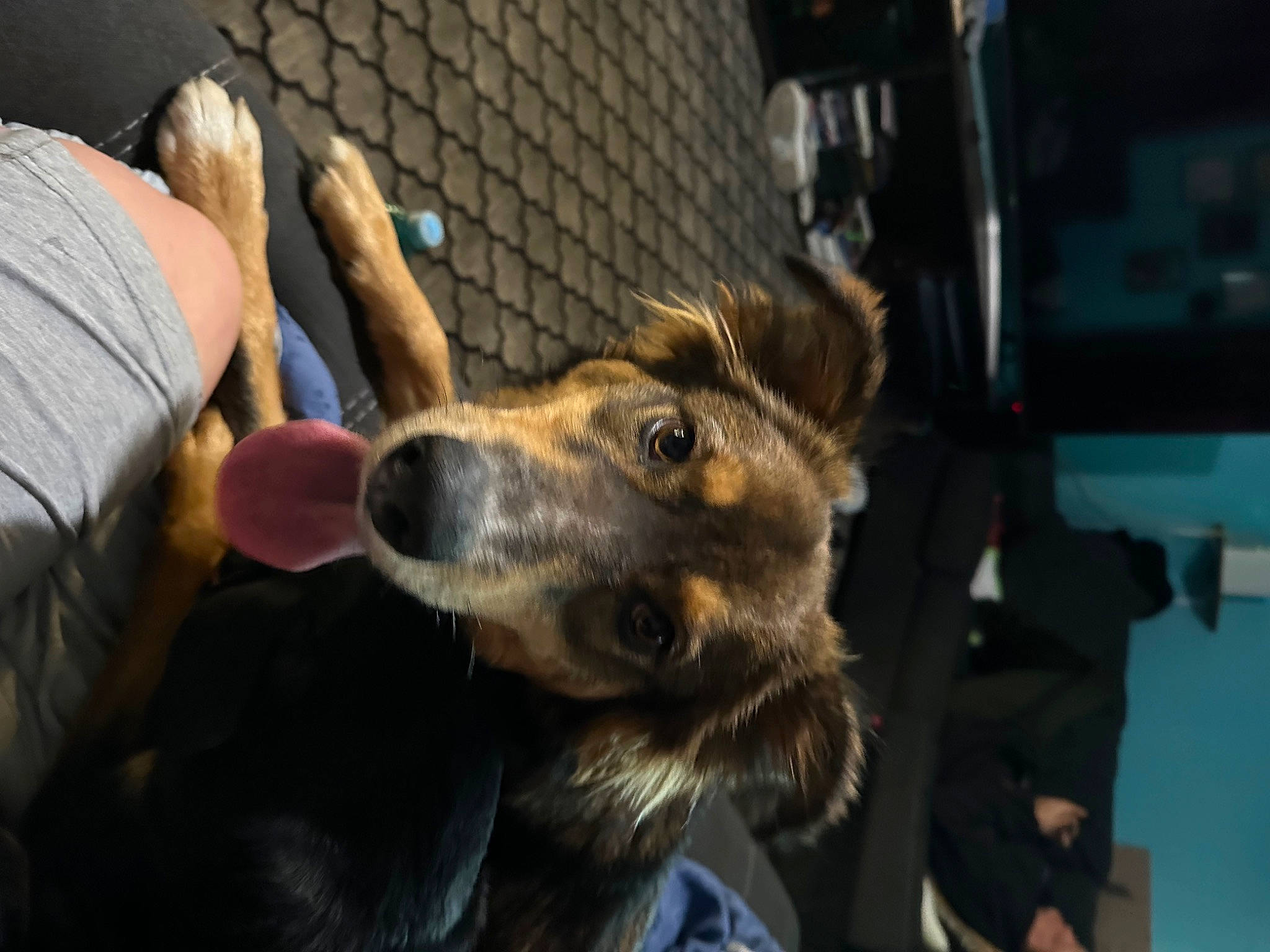 Laila joined the competition — help win amazing prizes! canidae, carnivore, collar, companion_dog, dog, dog_breed, ear, fence, fur, gesture, guard_dog, jaw, law_enforcement, snout, sporting_group, terrestrial_animal, whiskers, working_animal, working_dog