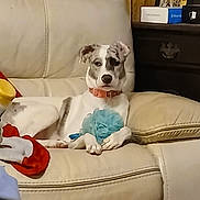 Nova Rayn is registered to the contest to win money with this photo: dog, couch, leather, toy, blue_toy, collar, relaxed, indoor, furniture, wood_paneling, side_table, photo_frame, box, brown, white_dog, spotted_dog, pet, domestic, living_room, cozy
