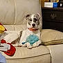 dog, couch, leather, toy, blue_toy, collar, relaxed, indoor, furniture, wood_paneling, side_table, photo_frame, box, brown, white_dog, spotted_dog, pet, domestic, living_room, cozy