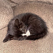 Luca And Lilac is registered to the contest to win money with this photo: animal, black_and_white, cat, couch, cozy, curled_up, cute, domestic_animal, feline, fur, indoor, kitten, nap, pet, relaxation, resting, sleeping, small, texture, whiskers