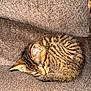 Luca And Lilac joined the competition — help win amazing prizes! animal, brown, cat, couch, cozy, curled_up, cute, ear, feline, fur, indoor, kitten, pet, resting, sleepy, small, striped, tabby, whiskers, young