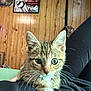 Luca And Lilac is registered to the contest to win money with this photo: animal, black_pants, cat, closeup, cozy, cute, ears, eyes, face, feline, home, indoor, kitten, lap, person, pet, relaxed, tabby, whiskers, wood_paneling