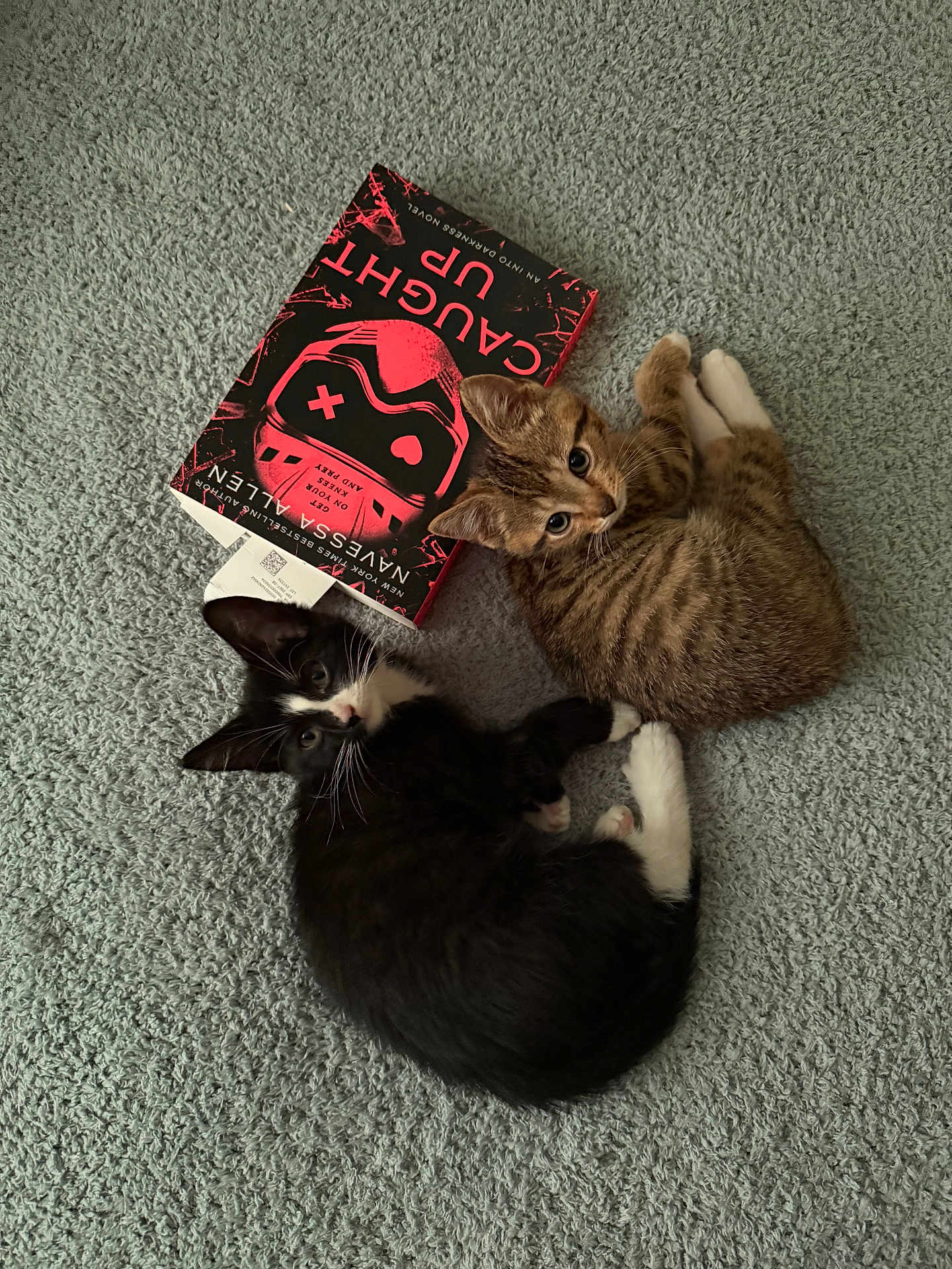 Luca And Lilac is registered to the contest to win money with this photo: animals, black_and_white_cat, book, carpet, cat, companions, cozy, curled_up, cute, feline, floor, indoor, kitten, lying_down, pets, resting, soft_texture, tabby_cat, touching_paws, young_cat
