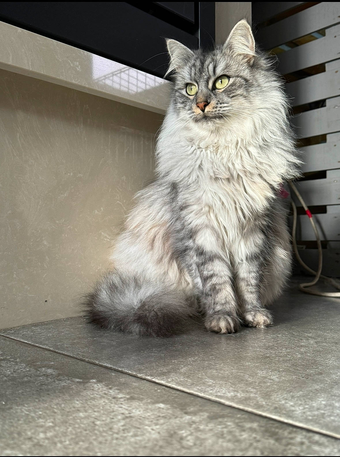 Patate a rejoint le concours — aidez-le/la à gagner de superbes lots ! asphalt, automotive_tire, british_longhair, carnivore, cat, claw, domestic_short_haired_cat, felidae, flooring, fur, grey, paw, road_surface, sitting, small_to_medium_sized_cats, tail, terrestrial_animal, whiskers