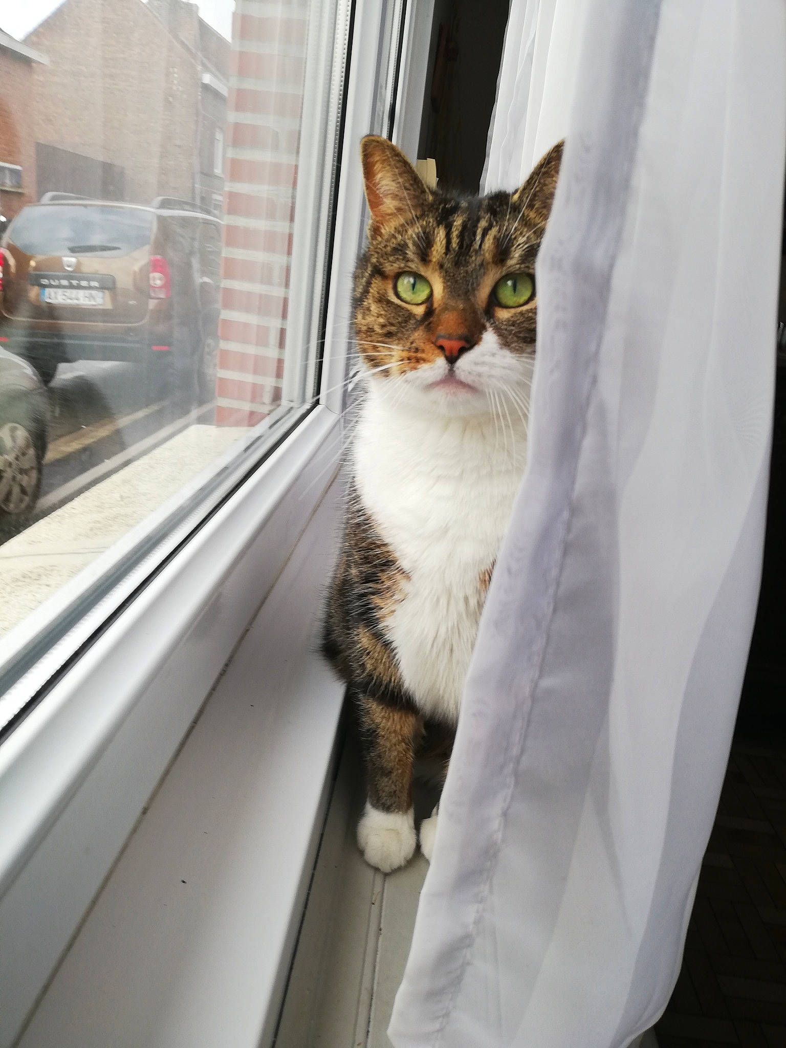 Diabolo a rejoint le concours — aidez-le/la à gagner de superbes lots ! aegean_cat, american_wirehair, asian, carnivore, cat, domestic_short_haired_cat, door, dragon_li, european_shorthair, eye, felidae, fur, kitten, small_to_medium_sized_cats, tabby_cat, whiskers, window