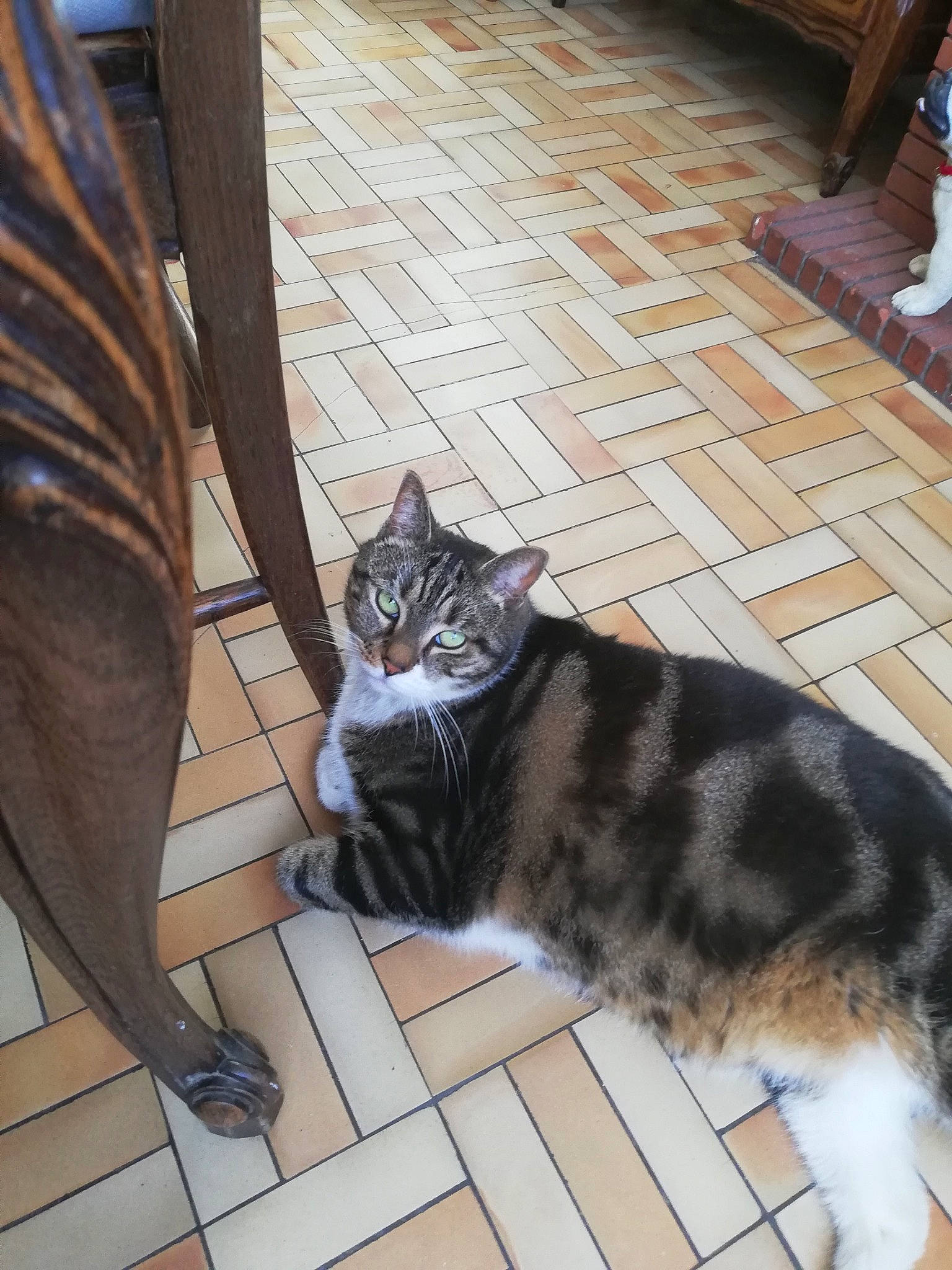 Diabolo participe au concours pour gagner de l'argent avec cette photo : american_shorthair, asian, carnivore, cat, domestic_short_haired_cat, dragon_li, european_shorthair, felidae, fur, kitten, mammal, small_to_medium_sized_cats, tabby_cat, tail, whiskers