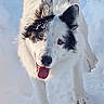dog, black_and_white, snow, outdoor, tongue_out, happy, canine, pet, winter, fur, animal, playful, close_up, walking, cold, nature, muzzle, ears, friendly, snowflakes