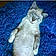 Archibald