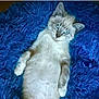 animal, blue_eyes, blue_rug, cat, closeup, cozy, cute, domestic_cat, feline, fluffy, fur, indoor, lying_down, paw, pet, relaxed, resting, soft, texture, whiskers