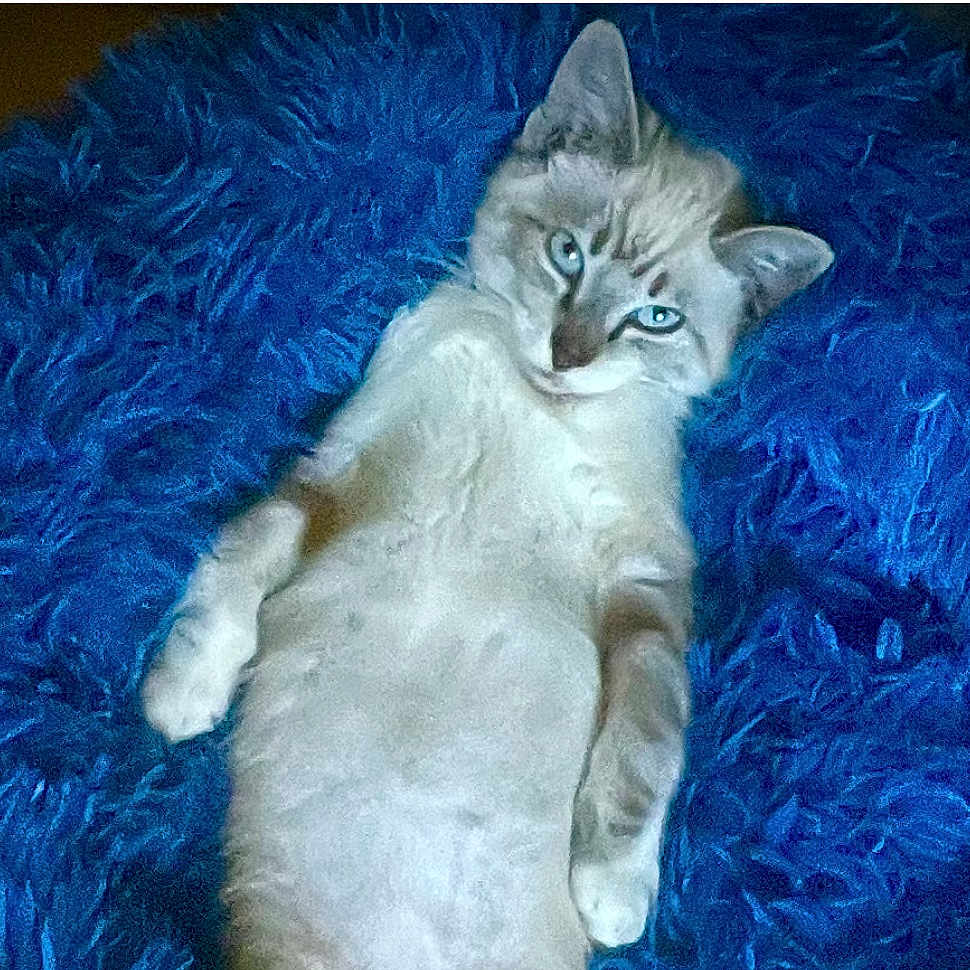 Archibald