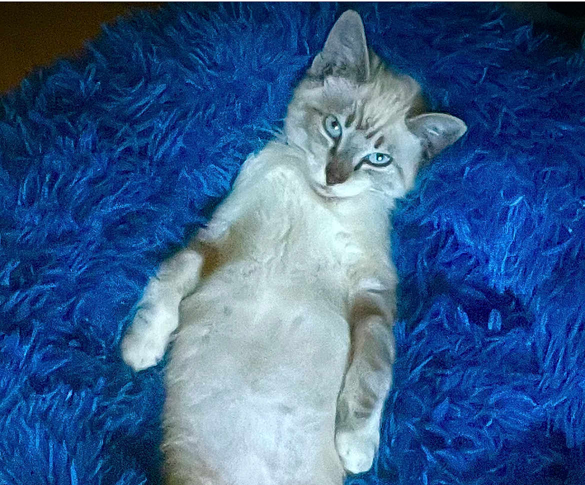 Archibald