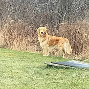 Hunter is registered to the contest to win money with this photo: alert, animal, bushes, canine, companion, daylight, dog, field, friendly, fur, golden_retriever, grass, leafless_trees, mammal, nature, outdoor, park, pet, standing, tongue_out