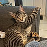 animal, blanket, blue_blanket, cat, couch, door, home, indoors, kitten, living_room, looking_at_camera, lounging, pet, portrait, sitting, sofa, striped_fur, tabby, tail, whiskers