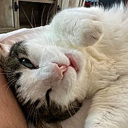 Bandit is registered to the contest to win money with this photo: cat, feline, pet, sleeping, close_up, whiskers, paw, nose, fur, tabby, white_fur, green_eye, relaxed, bed, human_arm, indoor, cozy, cute, animal, mammal