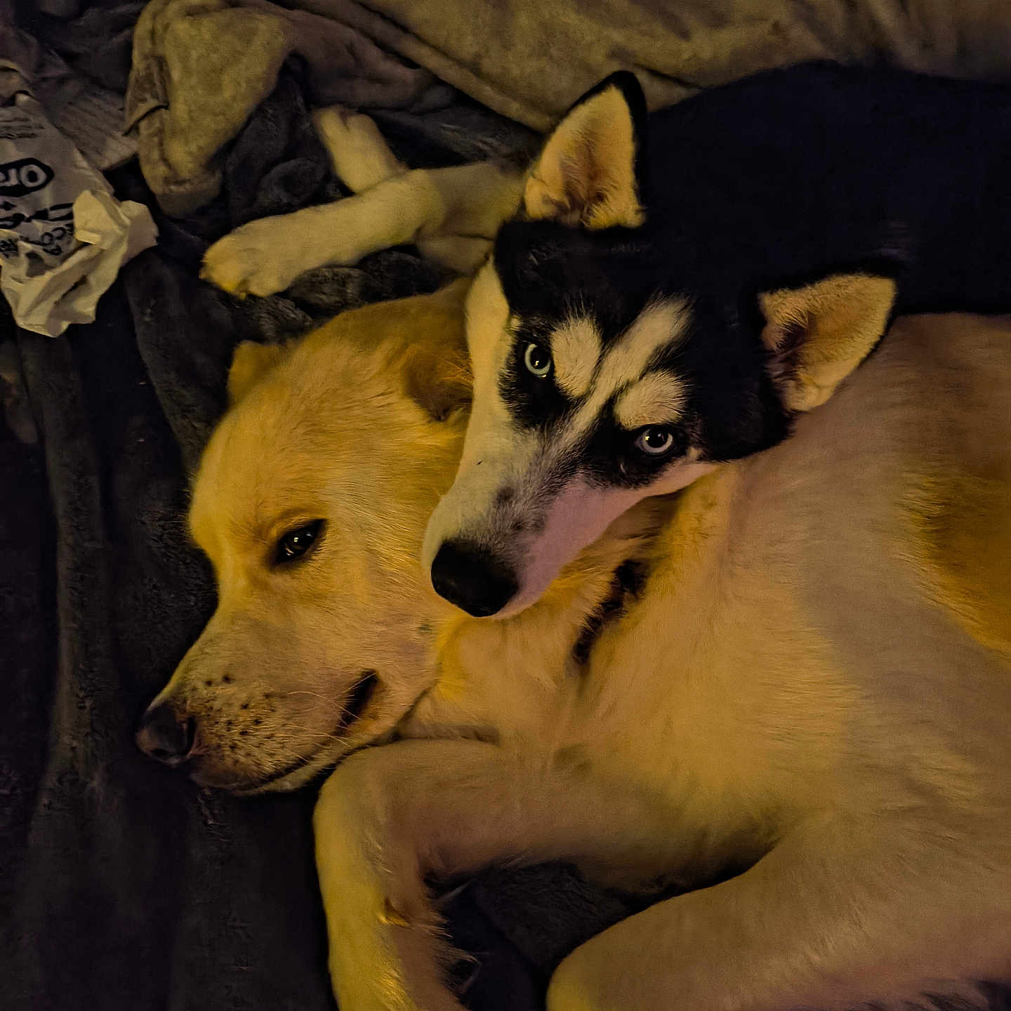 Tater Tot And Maze is registered to the contest to win money with this photo: animal, bed, blanket, canine, close_up, companion, cozy, cuddling, cute, dog, domestic_animal, friendship, fur, indoor, lying_down, pets, relaxing, resting, two_dogs, warm_lighting